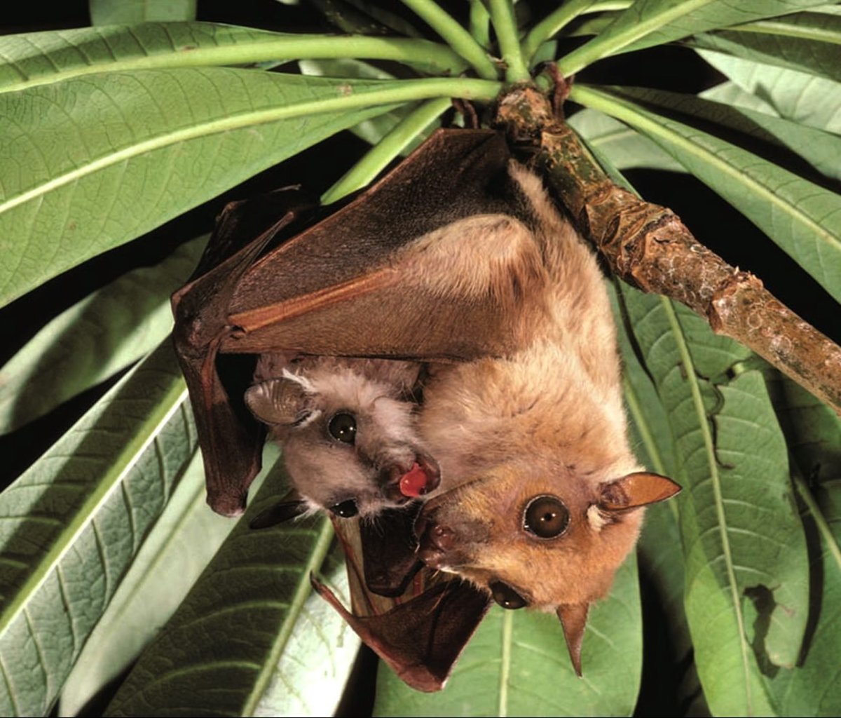 Милые летучие мыши