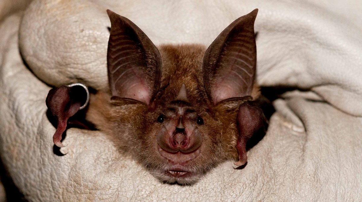 Землеройковидный листонос