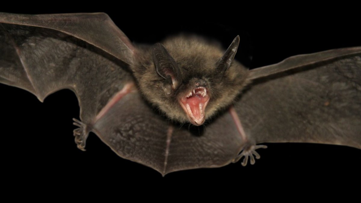 Крылан летучая лисица альбинос