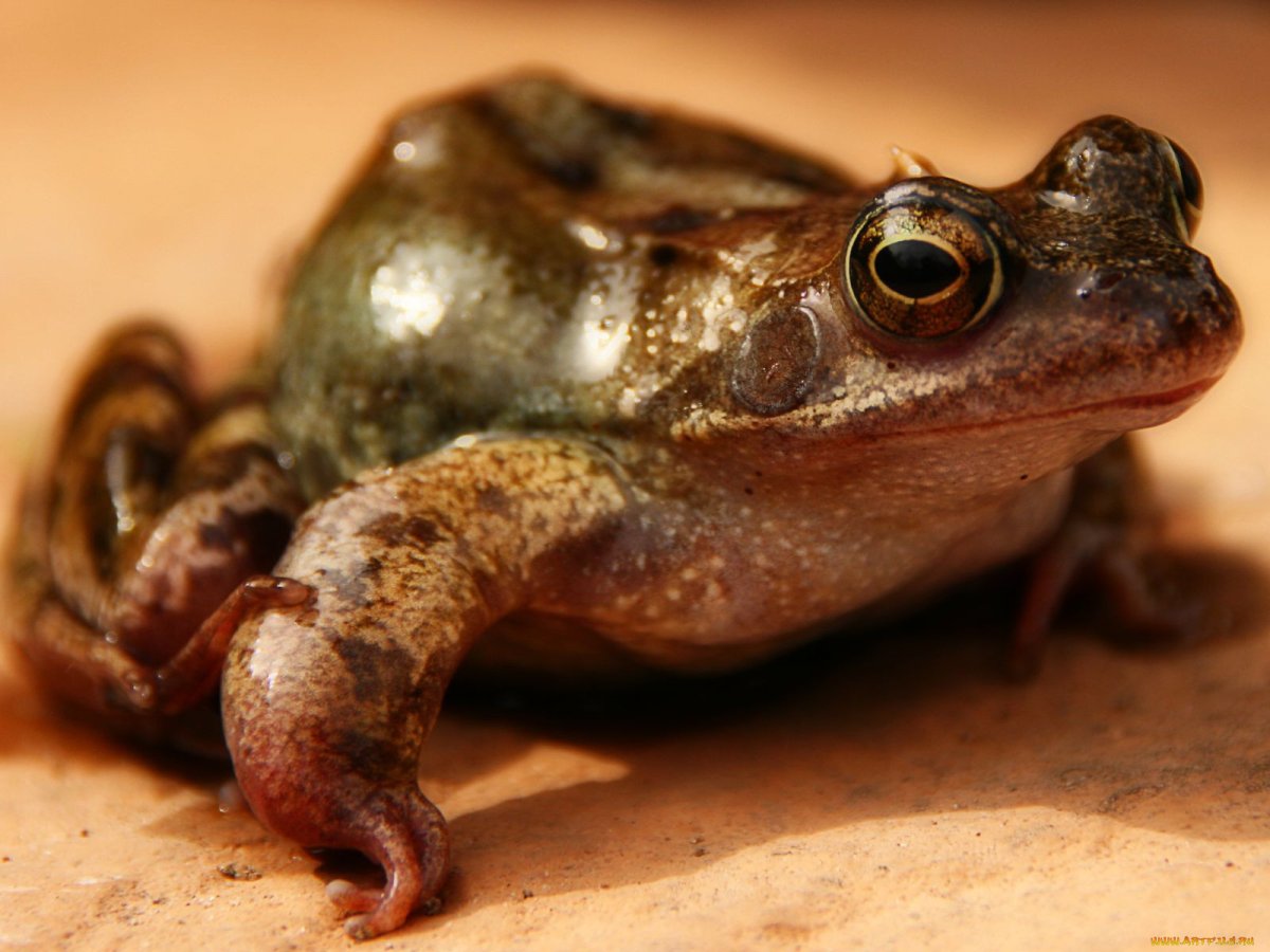 Хоккайдская лягушка