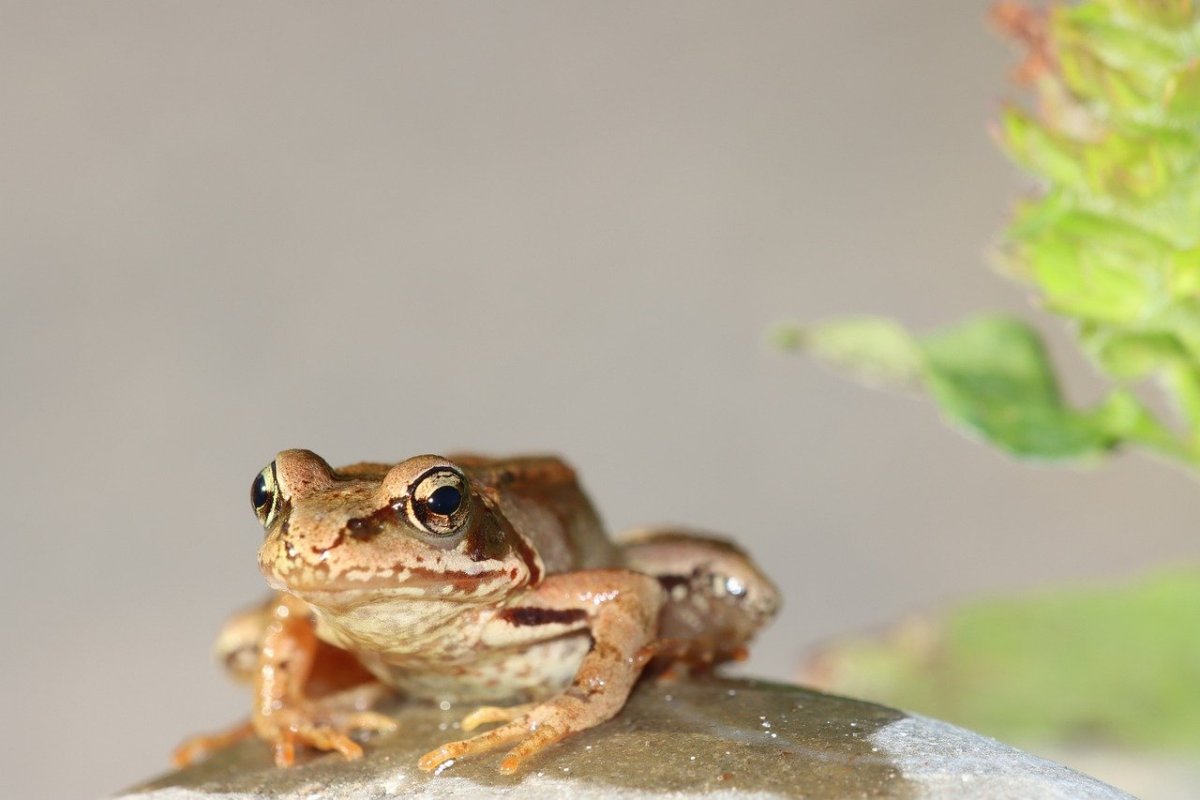 Лягушка обыкновенный Тритон