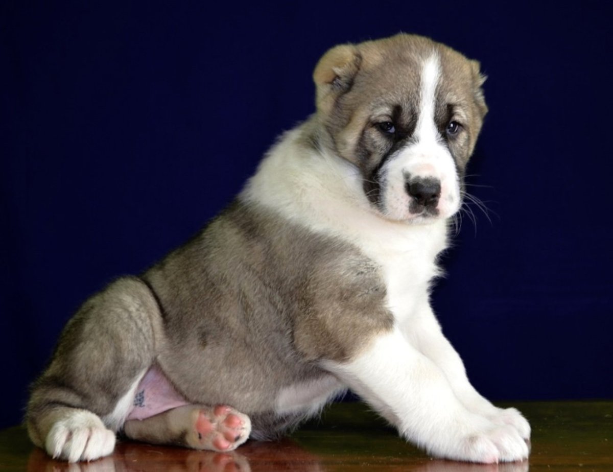 Среднеазиатская овчарка