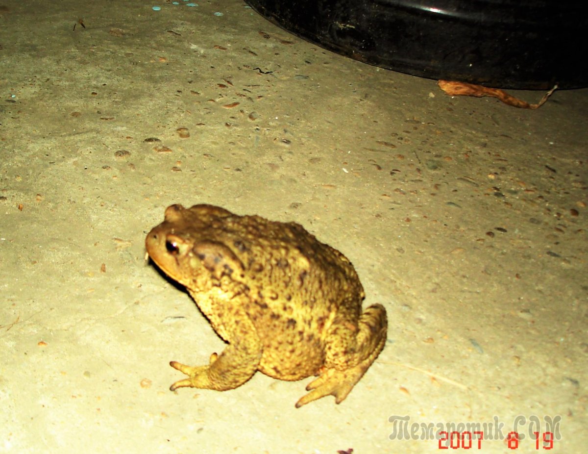 Жаба Холодушка