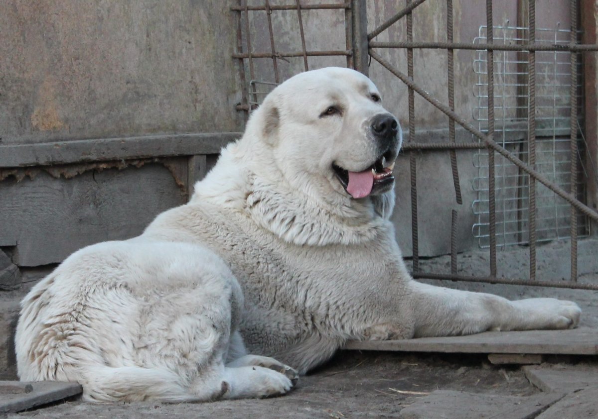 Монгольский алабай