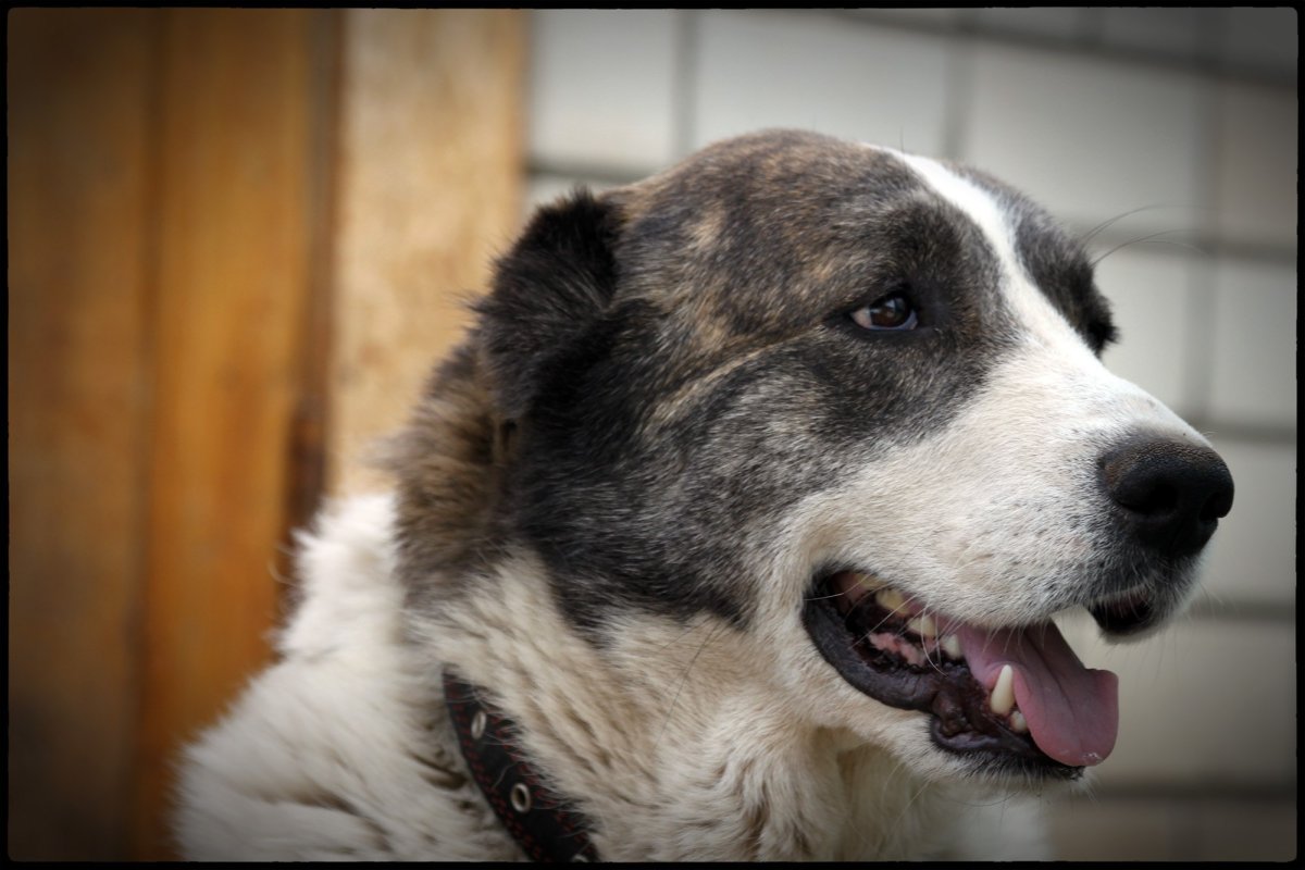 Среднеазиатская овчарка алабай