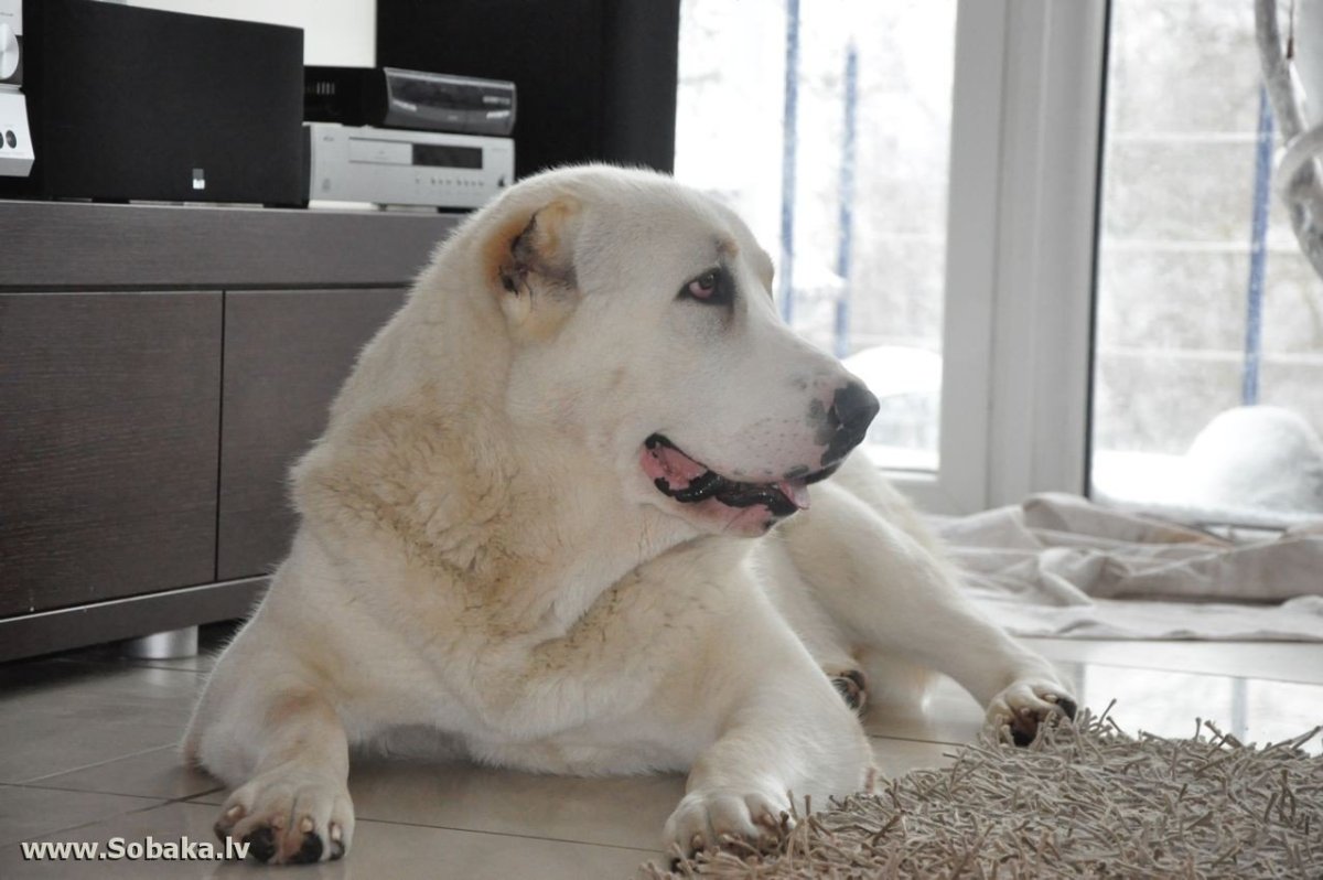 Среднеазиатская овчарка