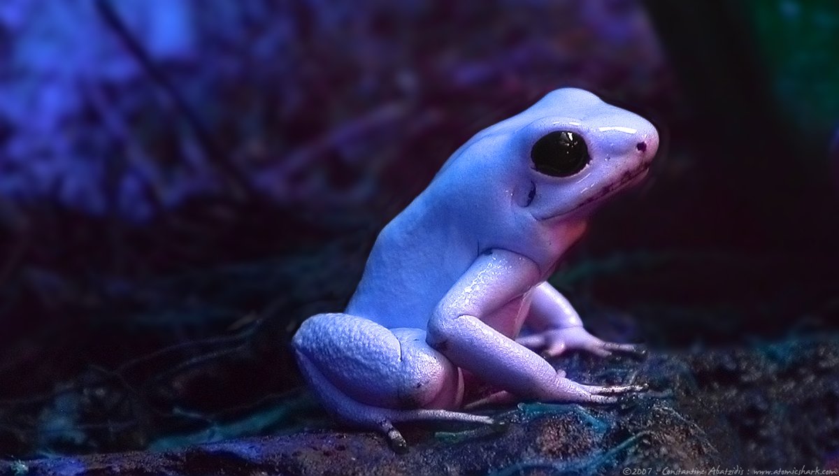 Милые лягушки