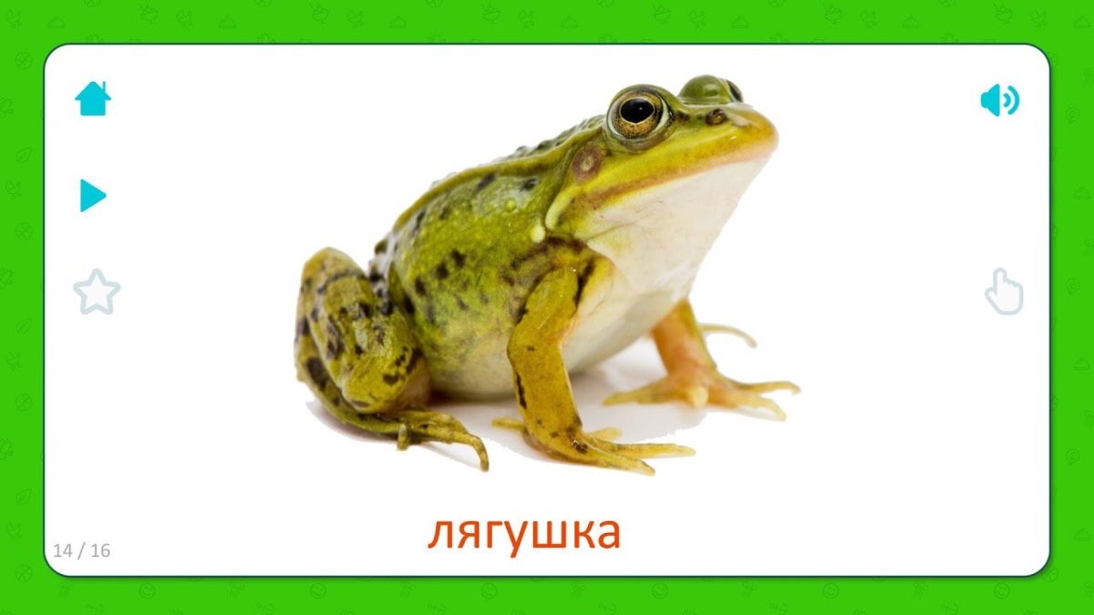 Лягушка карточка для детей
