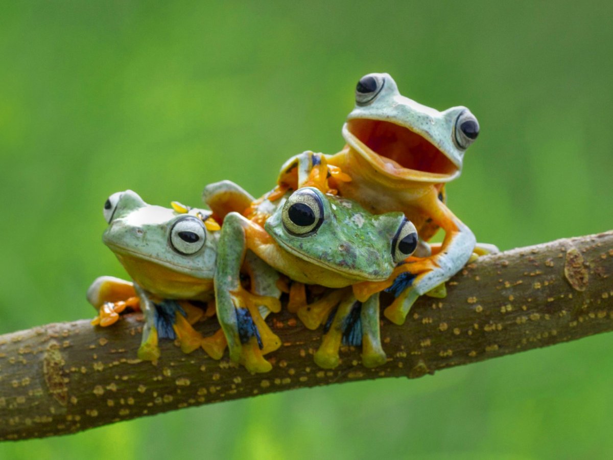 Макросъемка животные