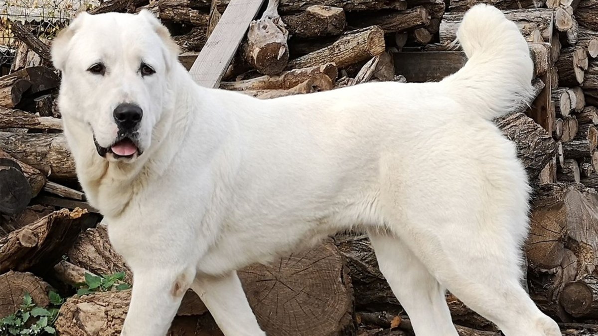 Среднеазиатская овчарка белая