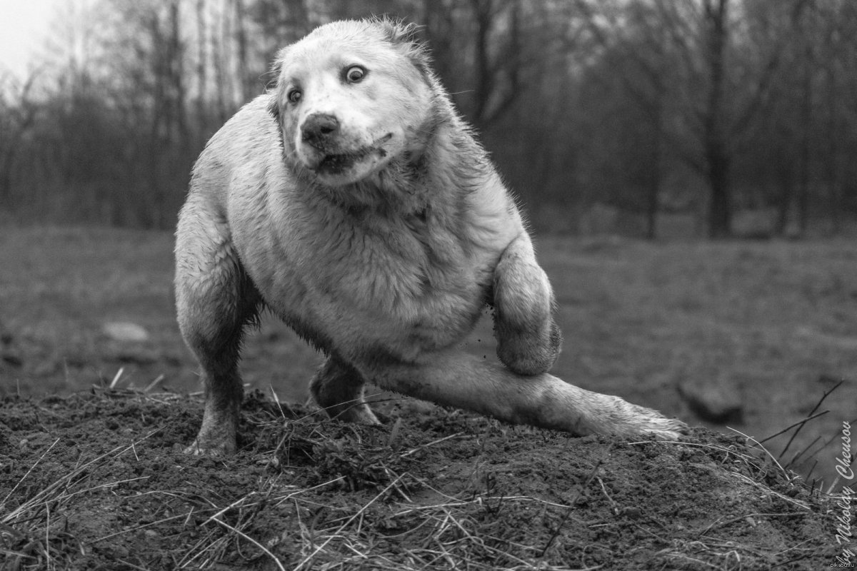 Алабай черно белый злой