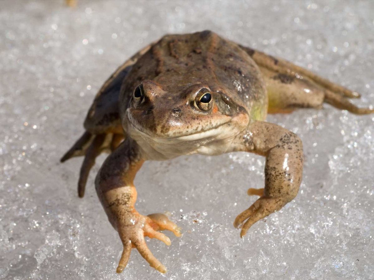 Лягушка в зимней спячке
