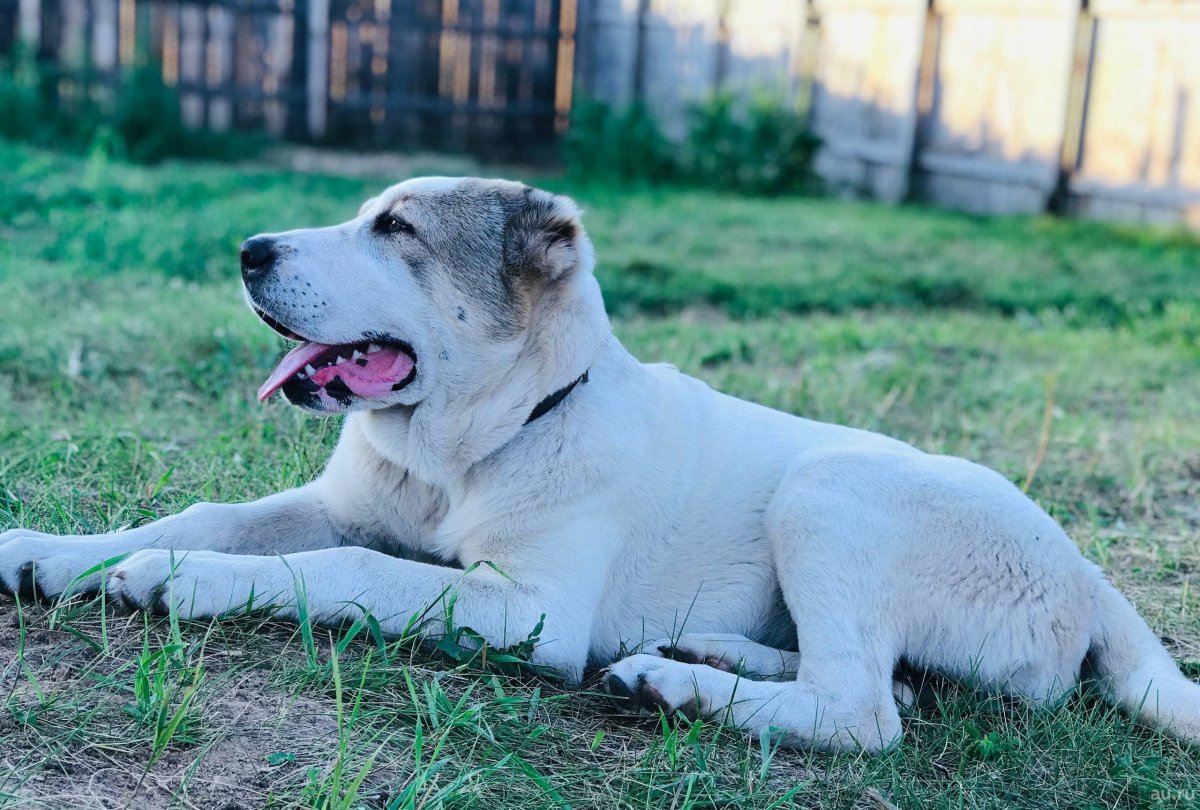 САО овчарка алабай