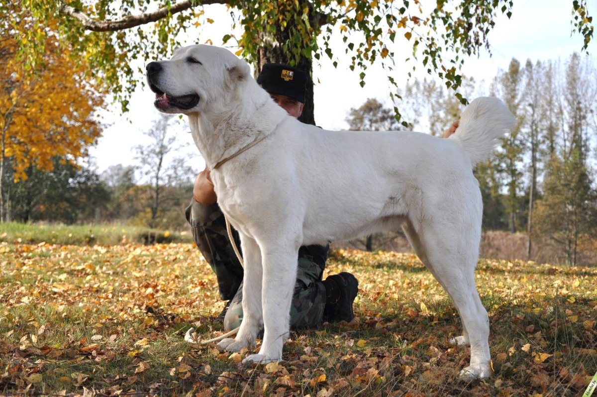 Турецкий алабай