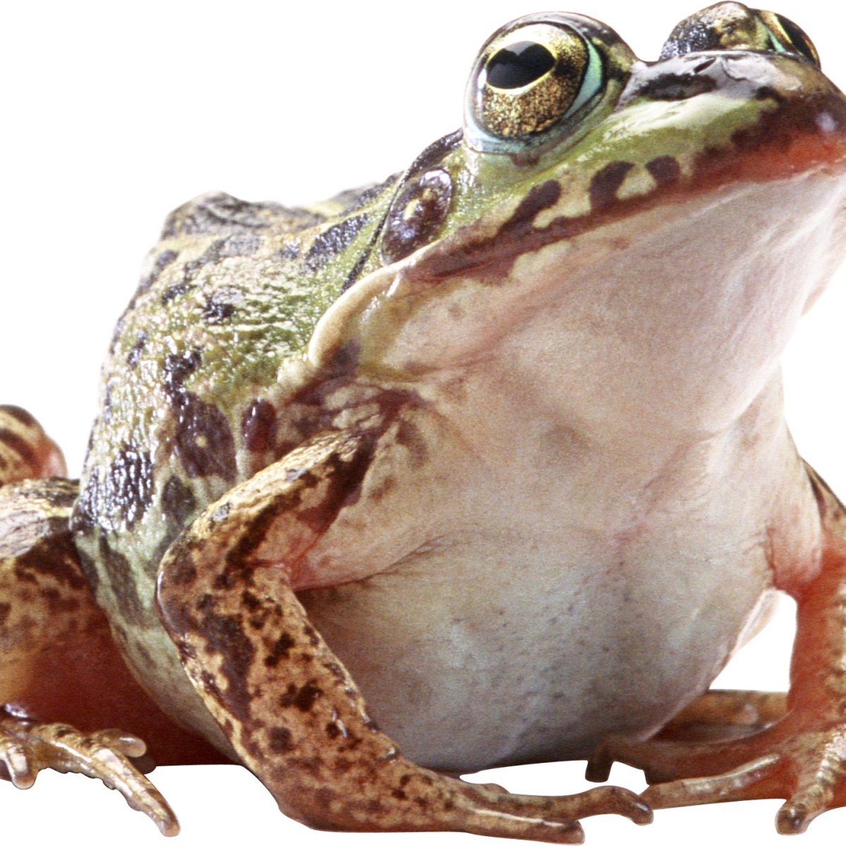 Лягушка на белом фоне