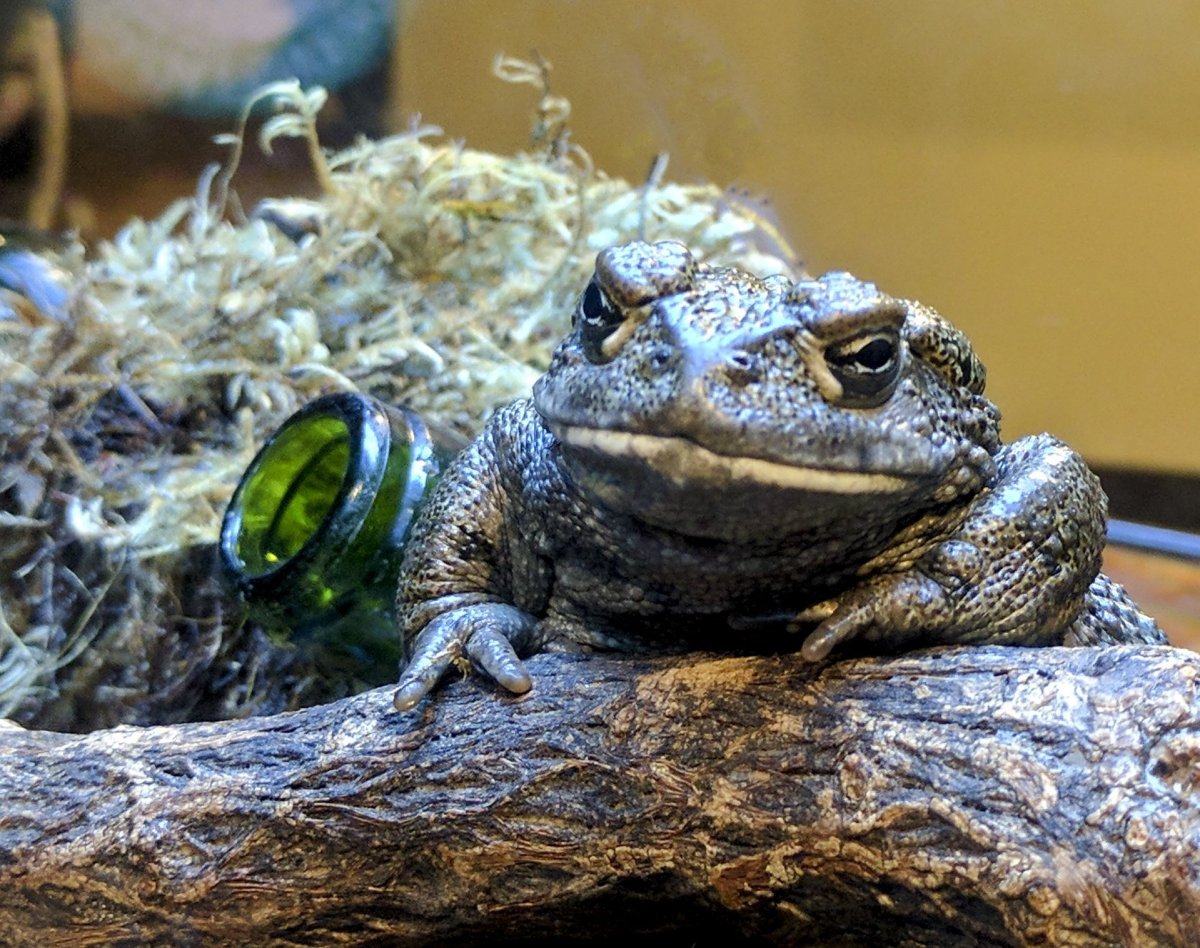 Вредная жаба