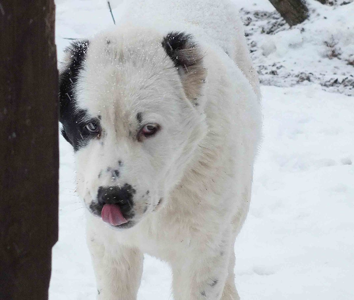Алабай пятнистый