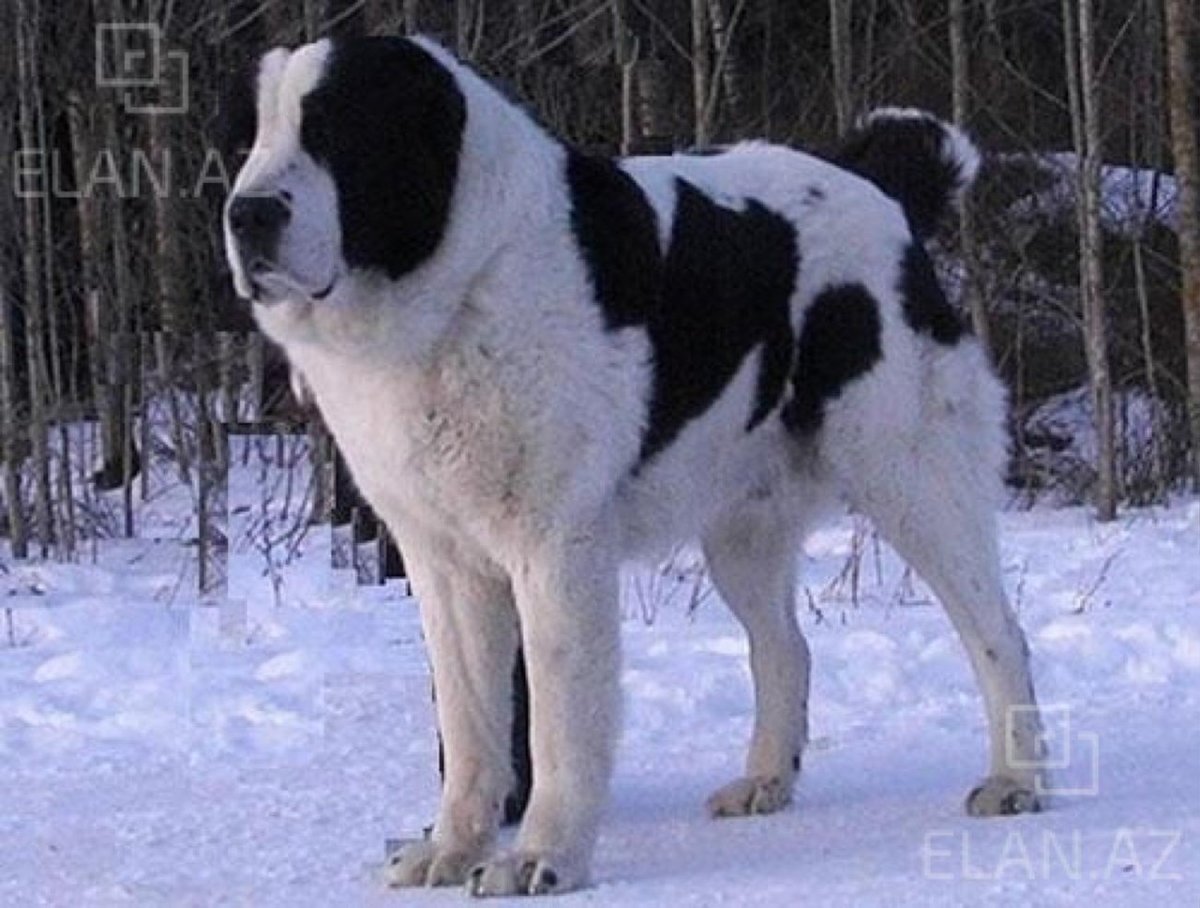 Среднеазиатская овчарка Беркут