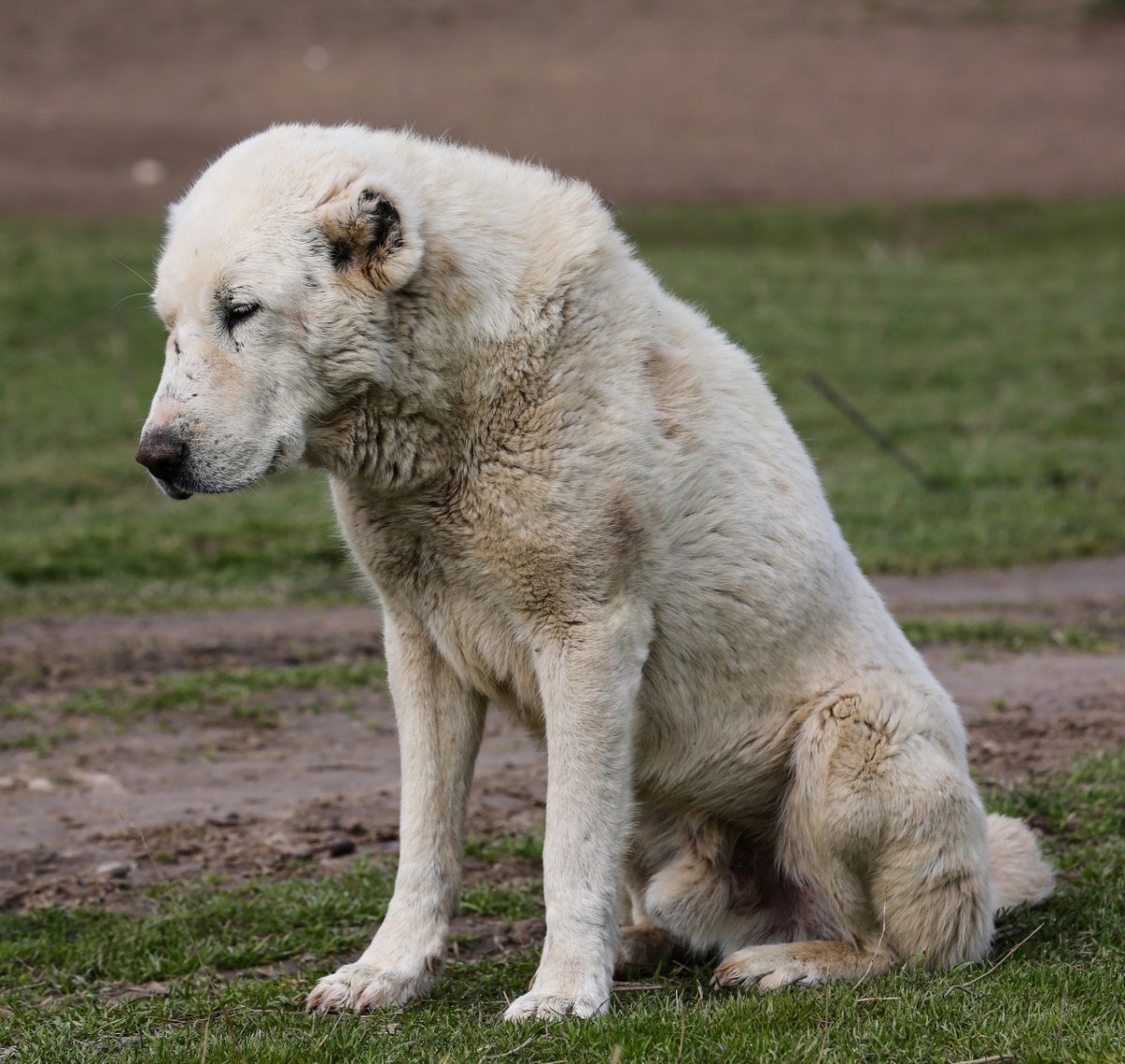 Среднеазиатская овчарка