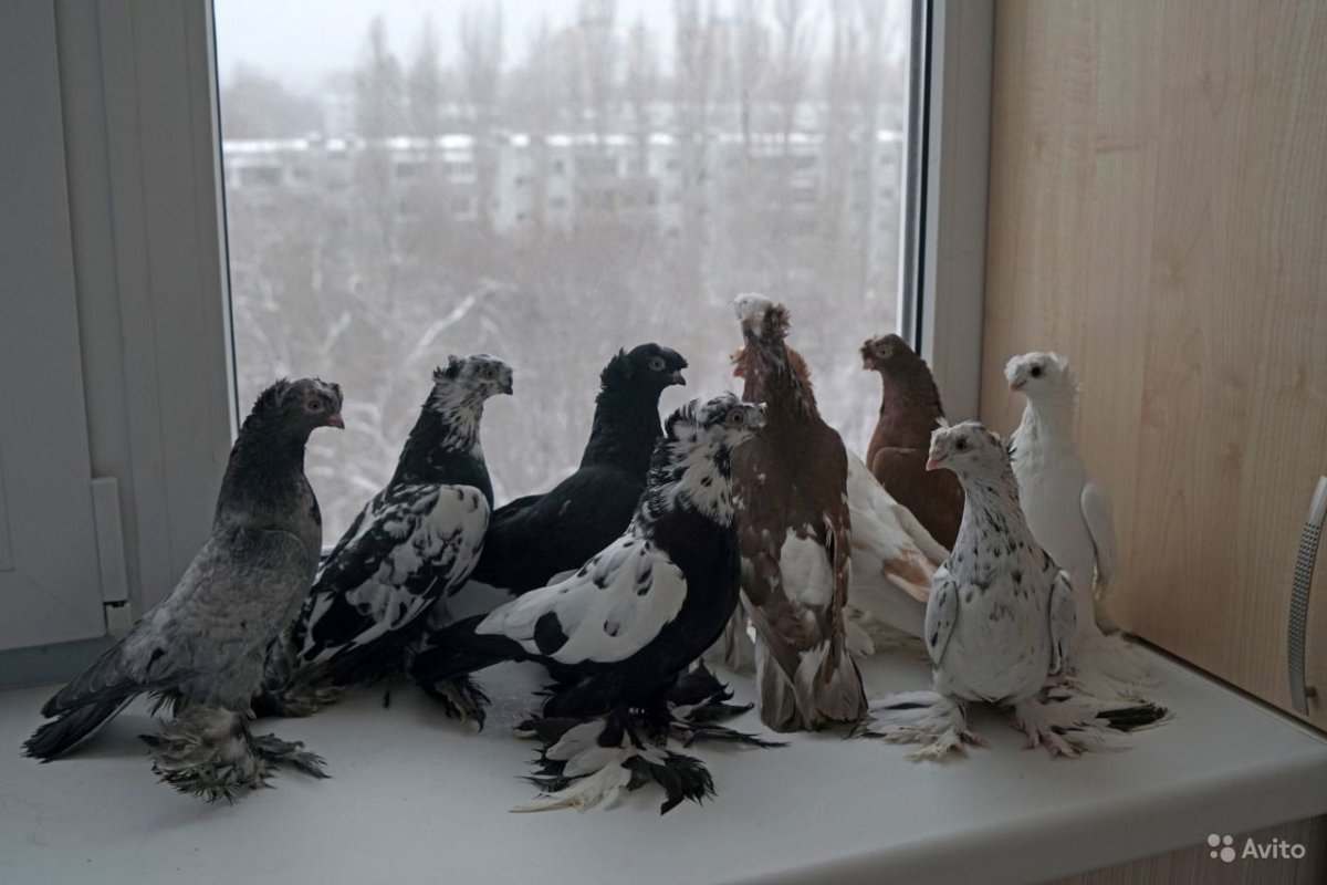Узбекские двухчубые бойные голуби