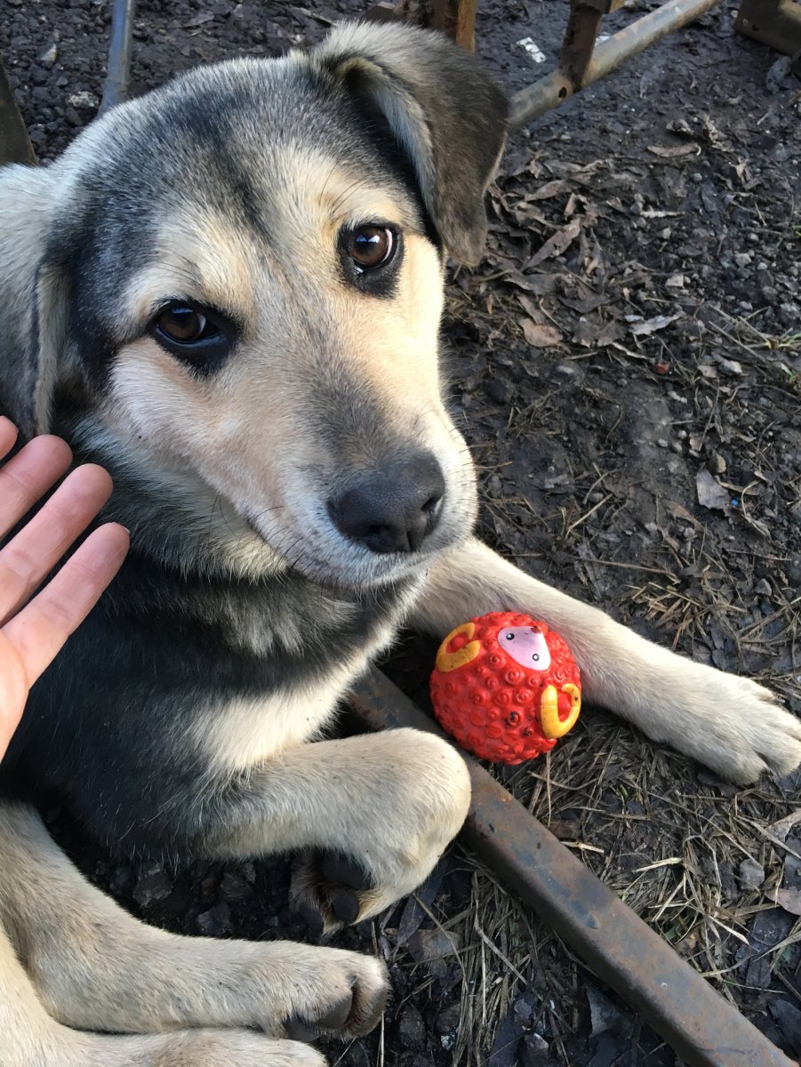 Шавка маленькая собака дворняжка