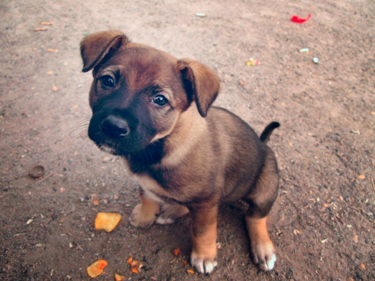 Собачка дворняжка