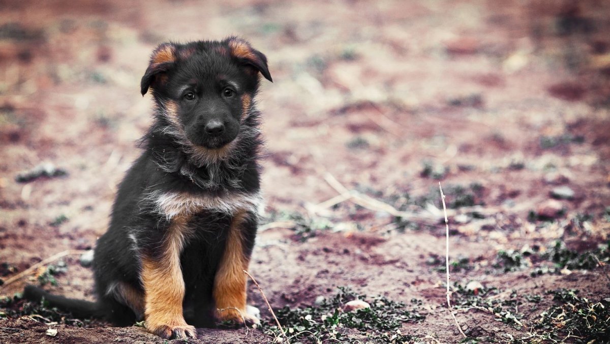 Собака дворняжка черная