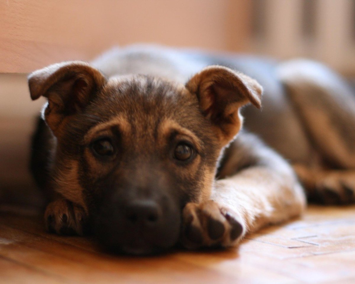 Дворняжка короткошерстная