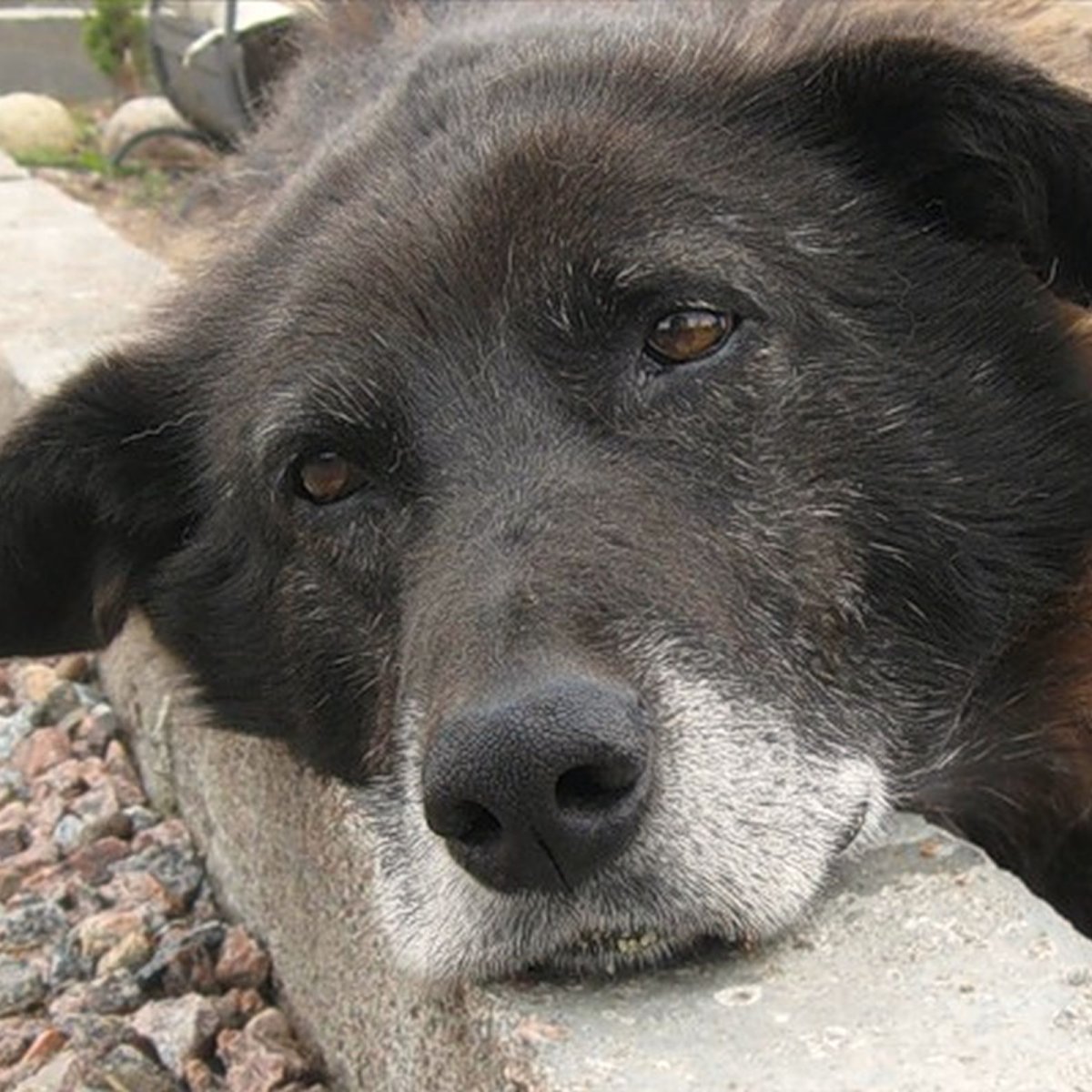 Собачка порода дворняга дворняжка