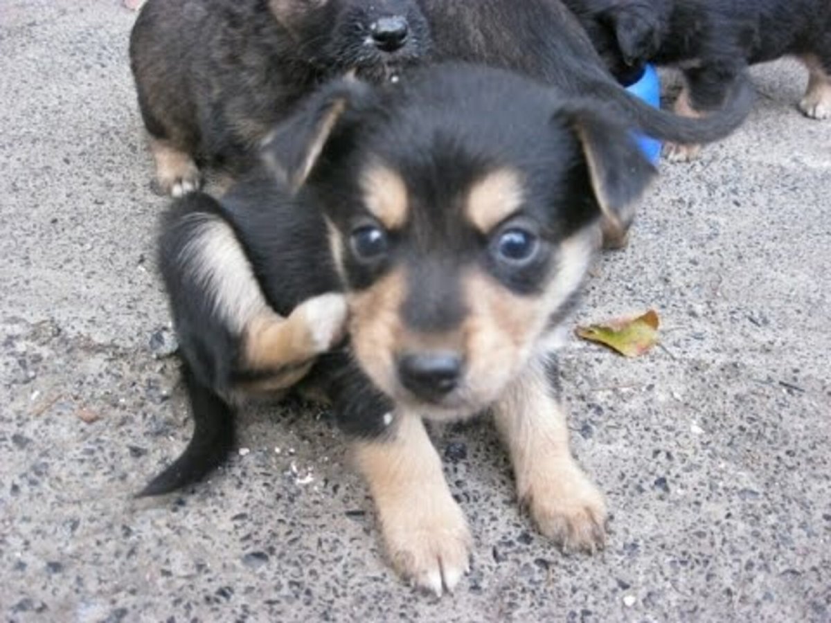 Щенок немецкой овчарки 1 месяц