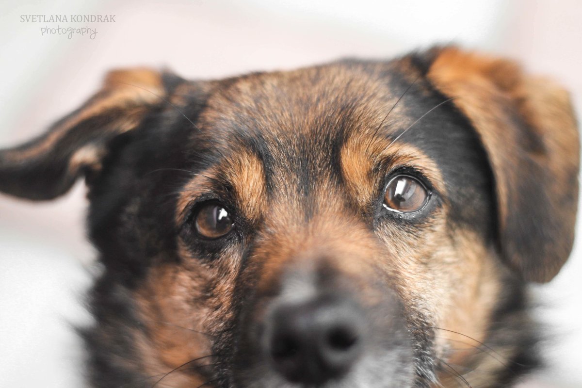 Милые щенки дворняжки