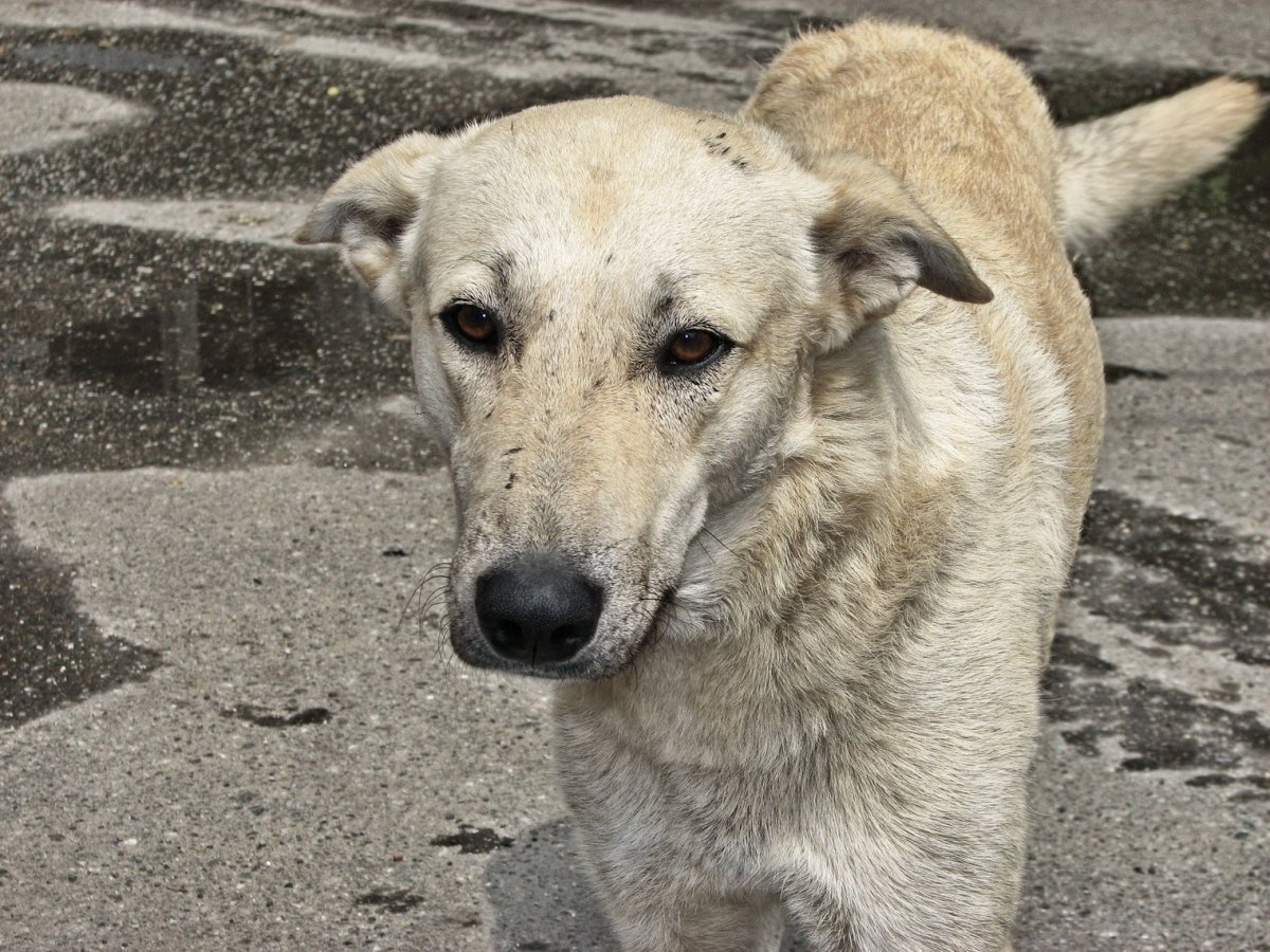 Собака дворняжка