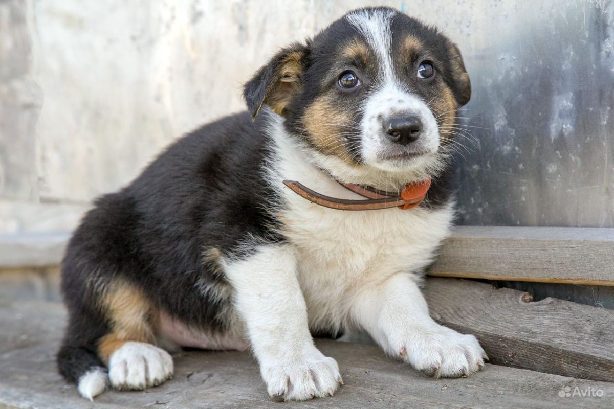 Маленькая рыжая собачка дворняга