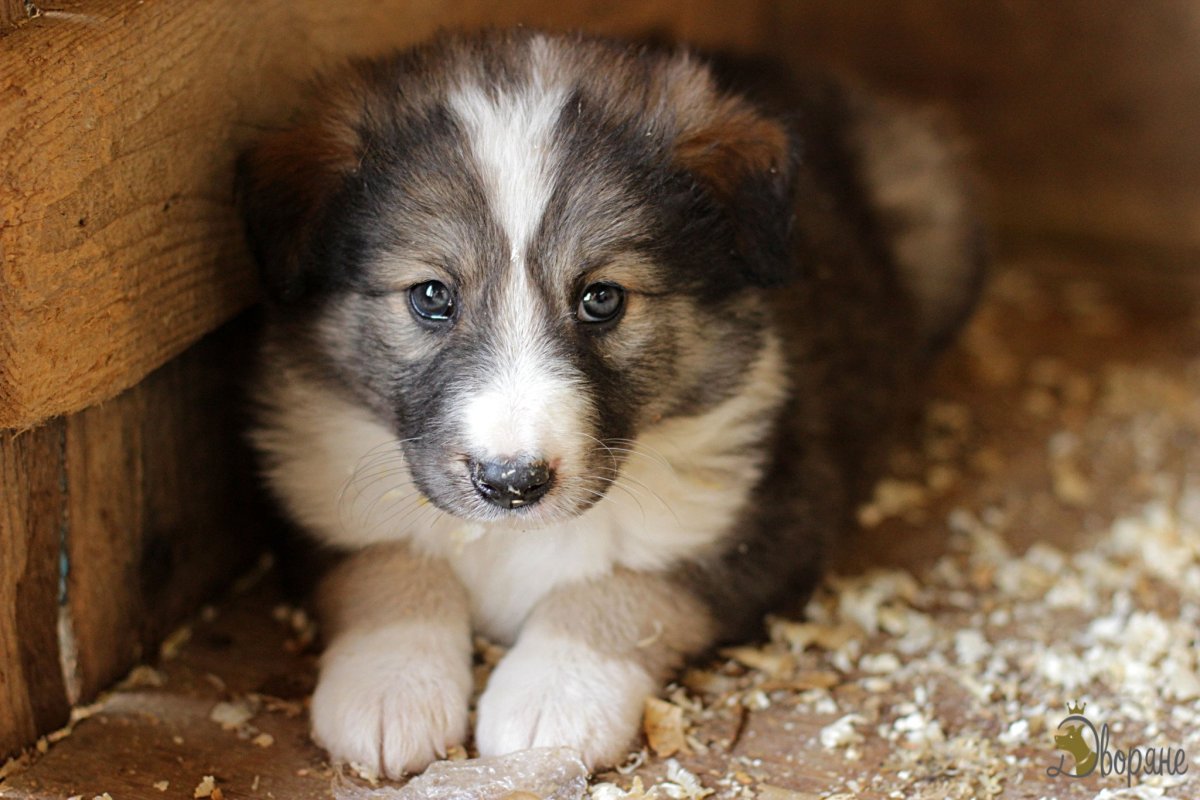 Пушистый щенок дворняжки