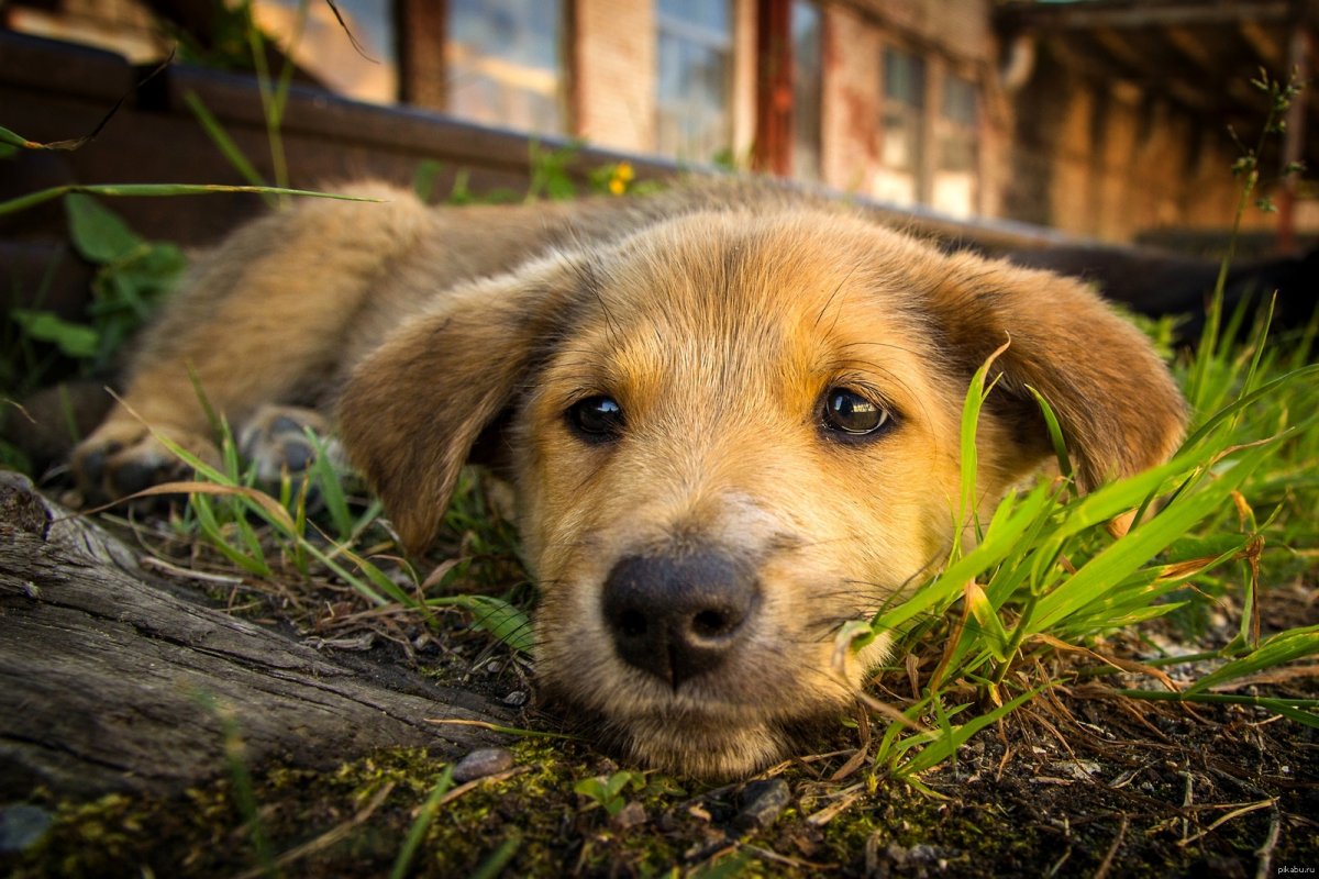 Собачка дворняжка