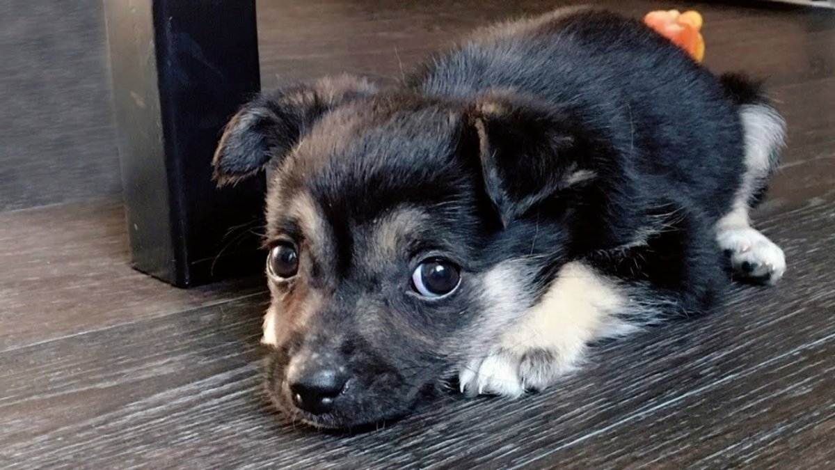 Щенки дворняжки