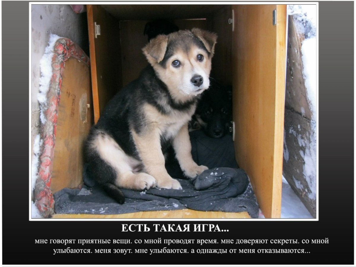 Домашние дворняжки