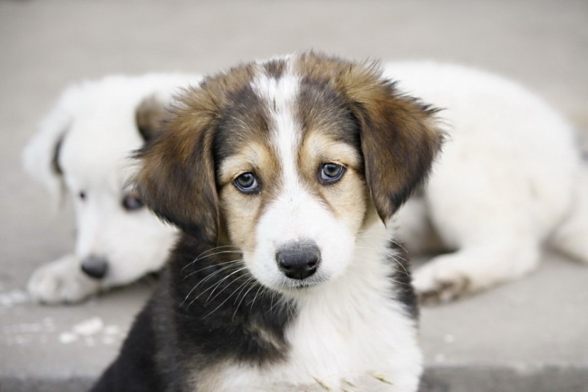 Двортерьер собака