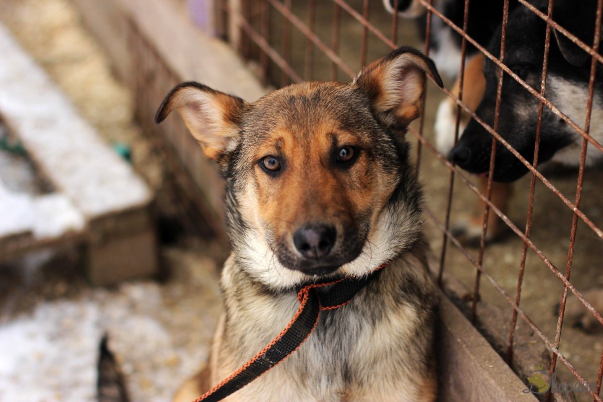 Дворняжка Эстетика