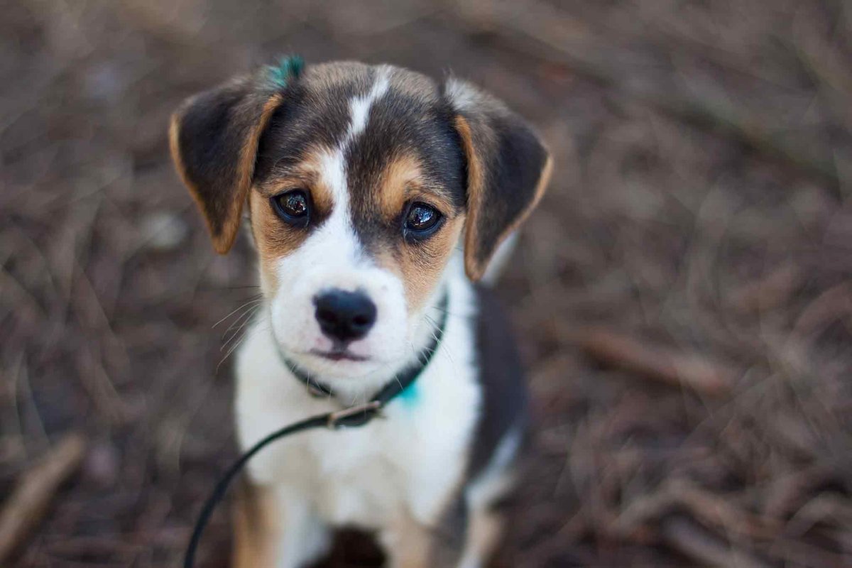 Красивые дворняги