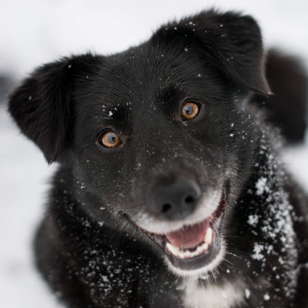 Много собак дворняги