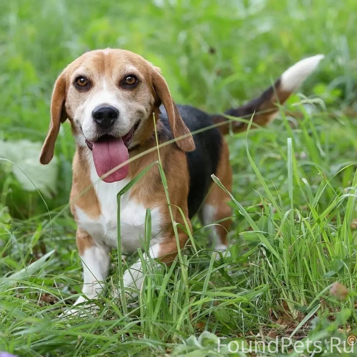 Щенки бигля помесь