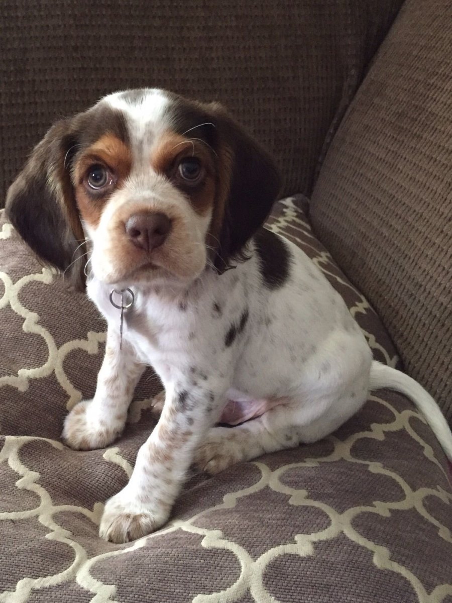 Бигль спаниель метис