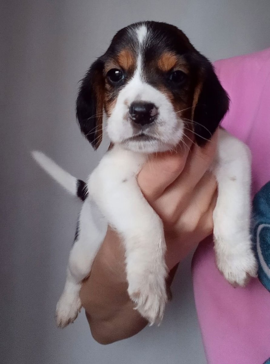 Метис бигля и спаниеля