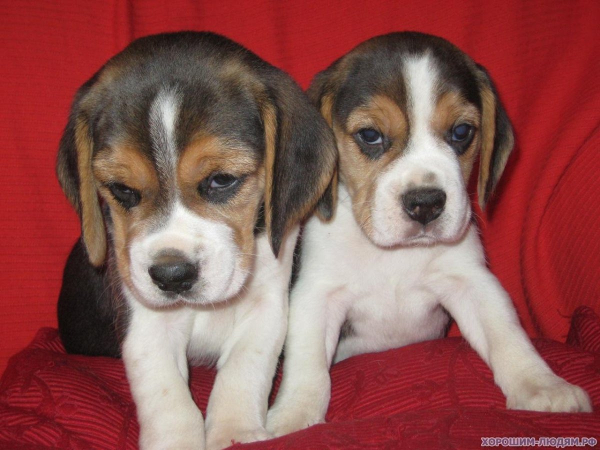 Щенки немецкого бигля