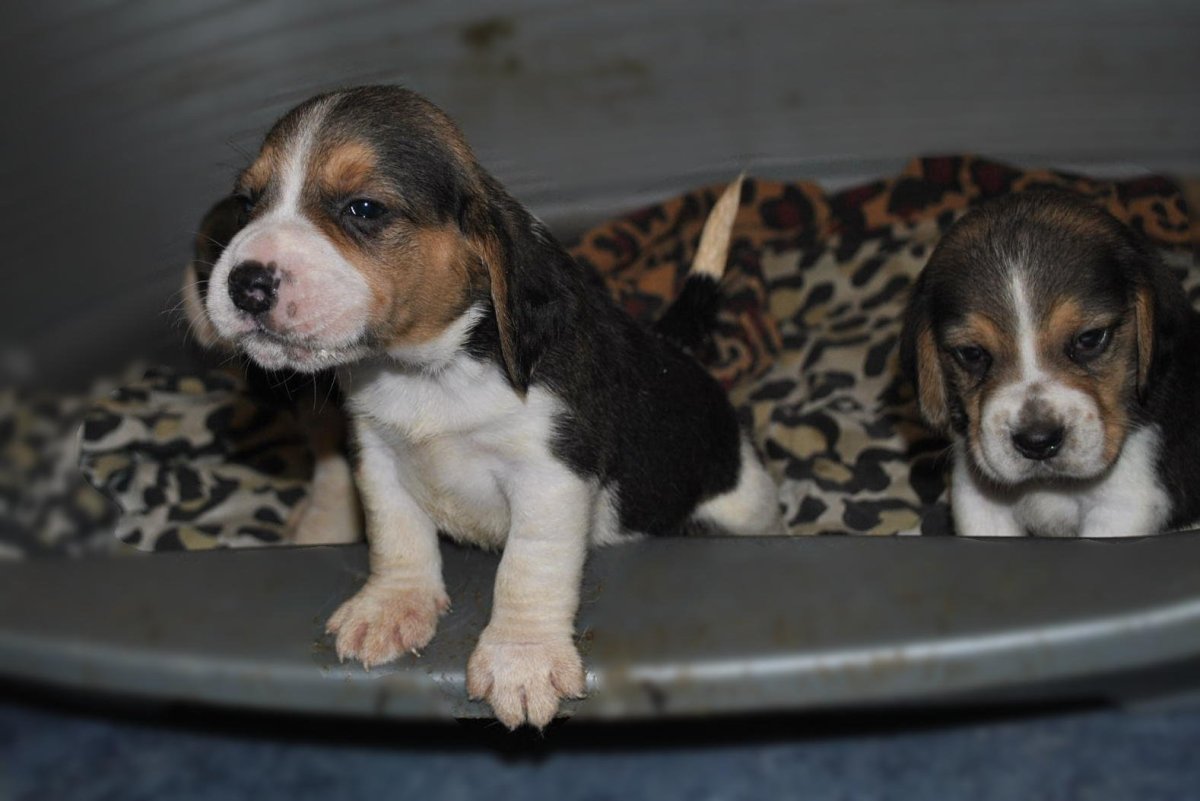 Смесь Джека и бигля