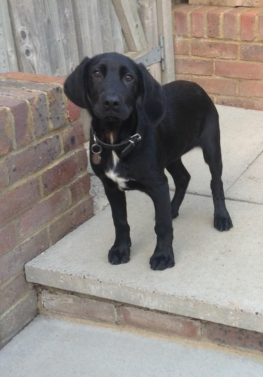 Метис Бигль и Джек Рассел