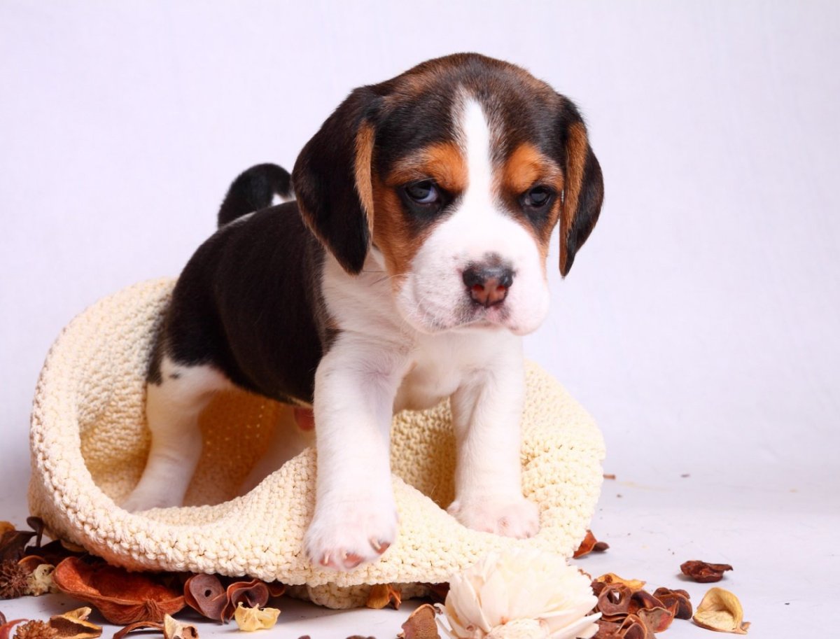 Метис лабрадора и кокер спаниель