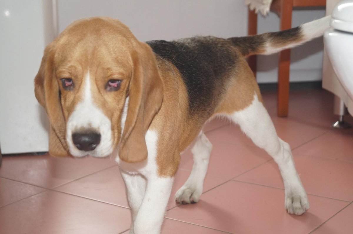 Бигль спаниель метис