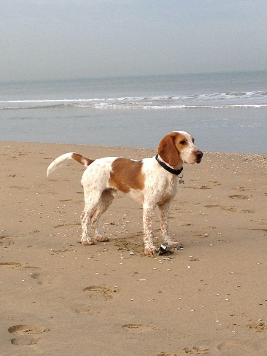 Кокер Бигль